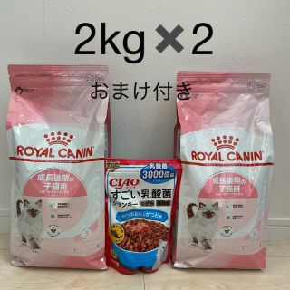 ロイヤルカナン(ROYAL CANIN)のロイヤルカナンキトン　子猫後期　2kg✖️2   おまけ付き　新品未開封(ペットフード)