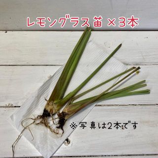 レモングラス苗　3本　鹿児島県産　完全無農薬(プランター)