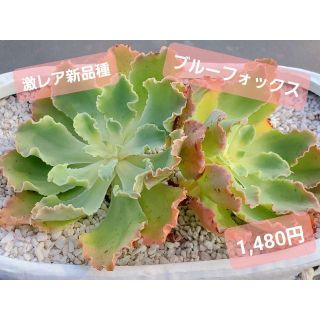 ブルーフォックス　多肉植物　エケベリア　韓国苗(その他)