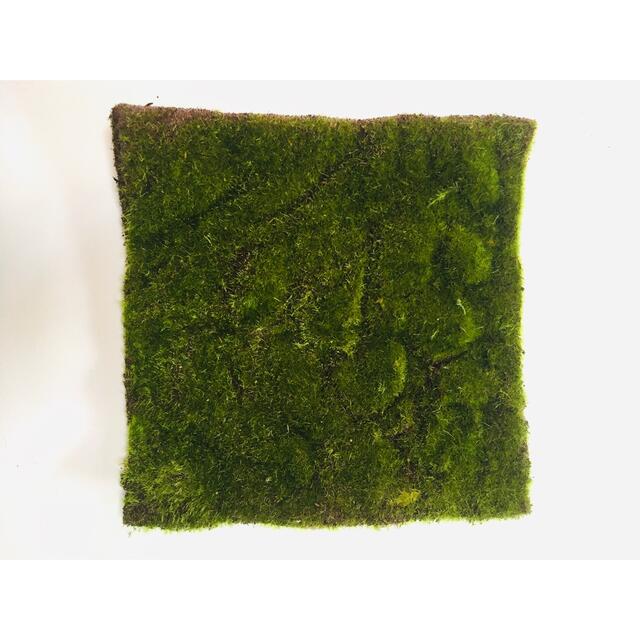 苔むす森　模型6点セット　ジオラマ　フェイクグリーン エンタメ/ホビーのおもちゃ/ぬいぐるみ(模型/プラモデル)の商品写真