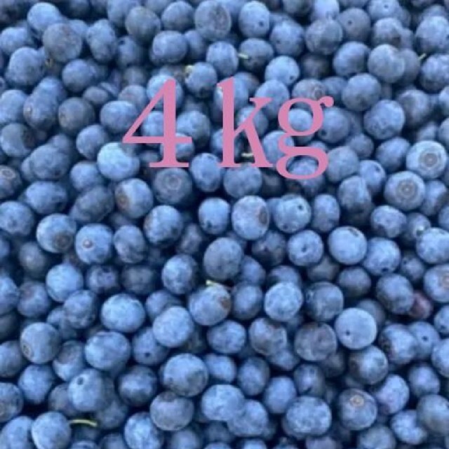 無農薬ブルーベリー４キロ 食品/飲料/酒の食品(フルーツ)の商品写真