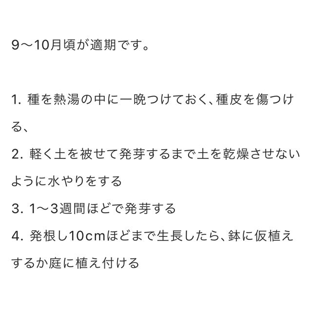 ミモザ種30個 ハンドメイドのフラワー/ガーデン(プランター)の商品写真