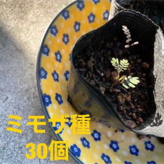 ミモザ種30個(プランター)