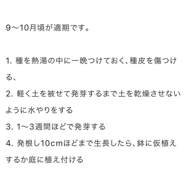 ミモザ種 30個 ハンドメイドのフラワー/ガーデン(その他)の商品写真