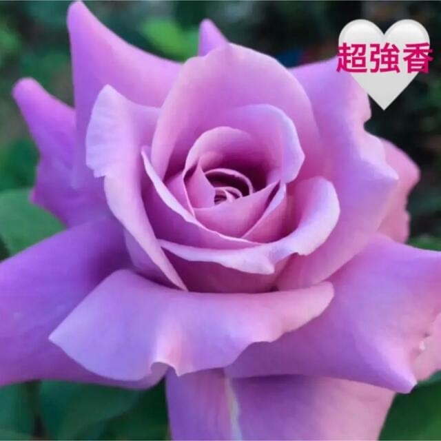 四季咲きバラ苗 挿し木苗 青紫色 超強香 の通販 by さーちゃん's shop