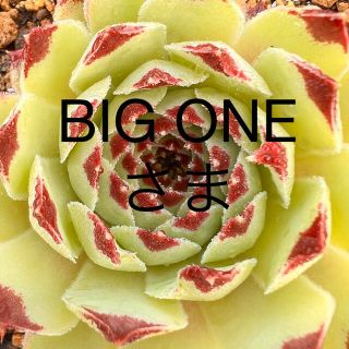 BIG ONE様専用センペルビウム７種多肉植物(その他)