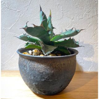 Agave チタノタ　ブラックandブルー　鉢付き(その他)