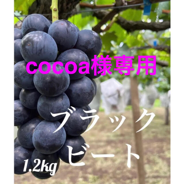 cocoa様専用【ブラックビート】1.2kg 種なし 食品/飲料/酒の食品(フルーツ)の商品写真