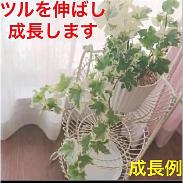 観葉植物　入手困難　アイビーヘデラ　セシリア＆リンダ　安心の抜き苗　各１本づつ ハンドメイドのフラワー/ガーデン(その他)の商品写真