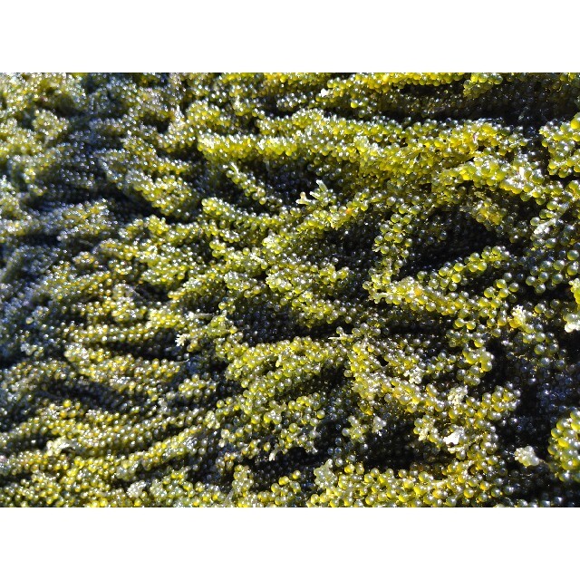 SALE/97%OFF】 沖縄県産 海ぶどう茎付き1000g“ 商品の説明⚠️必読