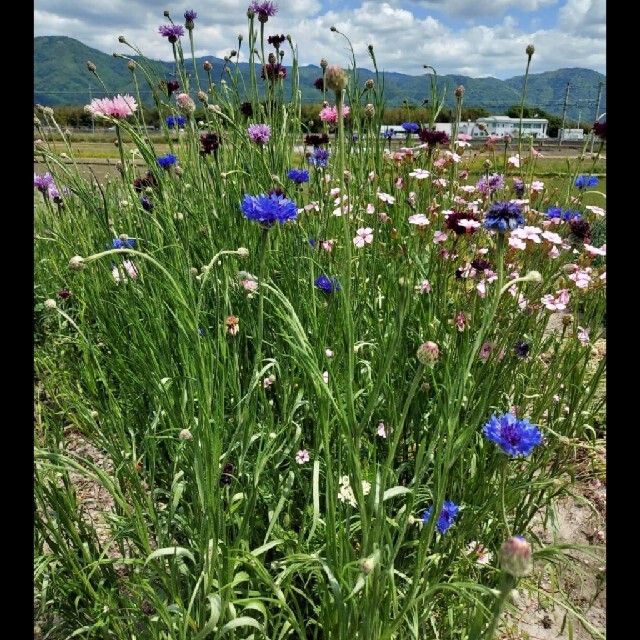 カラフル矢車草の種　100粒以上 ハンドメイドのフラワー/ガーデン(その他)の商品写真