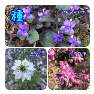 花✼種　各30粒(その他)