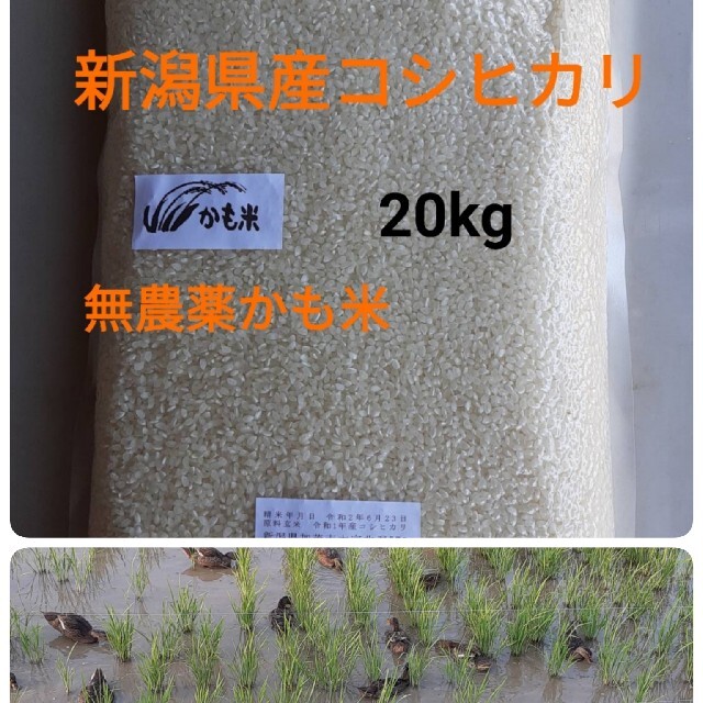 緊急値下げ 訳あり特価 サントリー 特茶 500ml(特保)2箱(計48本)