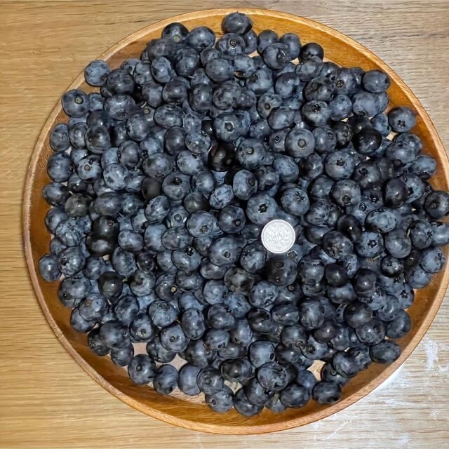 北海道産 完熟ブルーベリー 無農薬 1kg 送料込 フルーツ ふるさと 果物 食品/飲料/酒の食品(フルーツ)の商品写真