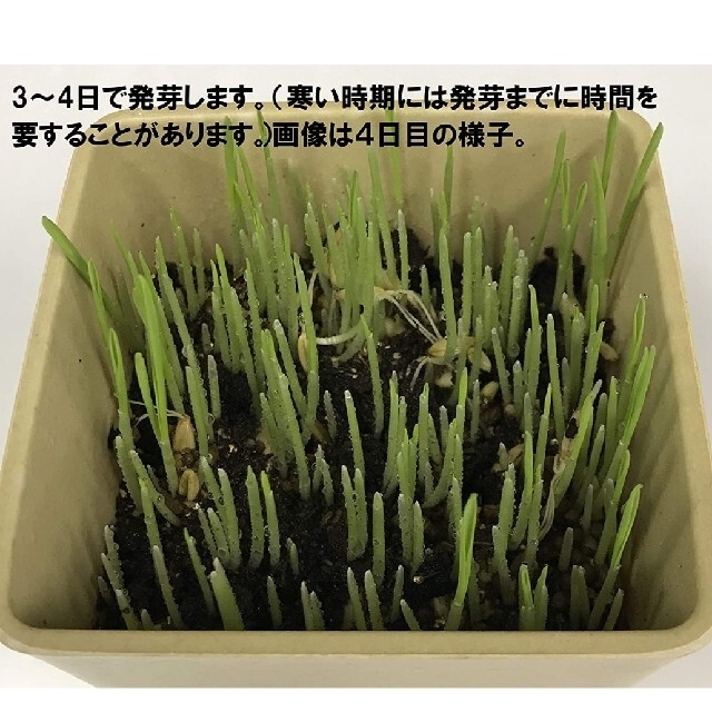 猫草の種 350g エン麦 犬 猫 ハムスター 小動物のお腹をキレイに その他のペット用品(ペットフード)の商品写真