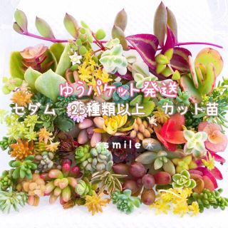 ゆうパケット発送♡多肉植物　セダム　カット苗(その他)