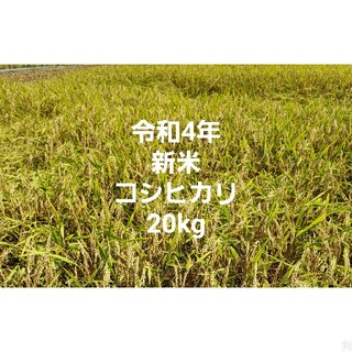令和4年 新米 コシヒカリ 20kg 玄米(米/穀物)