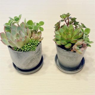 すぐに飾れる　多肉寄せ植え2個セット　花器付き　　　　G対策のアロマティカス入り(プランター)