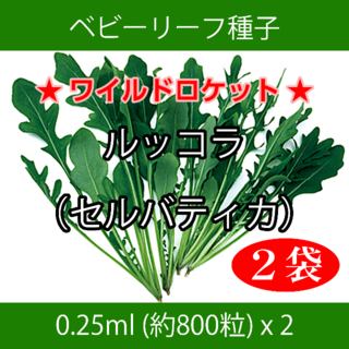 ベビーリーフ種子 B-30 ルッコラ（セルバティカ）0.25ml約800粒x2袋(野菜)