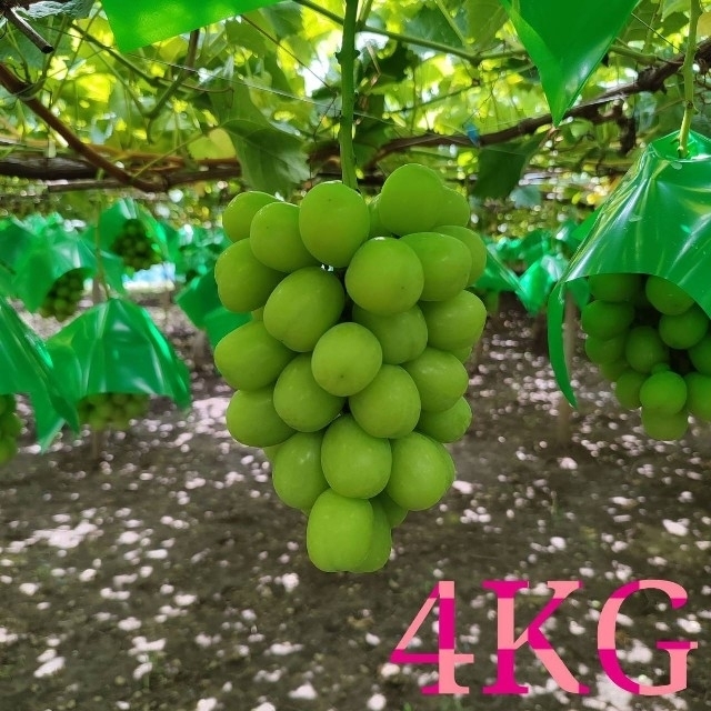 【夏季限定】No.27　4kg　シャインマスカット　産地直送　摘みたて　山梨県産