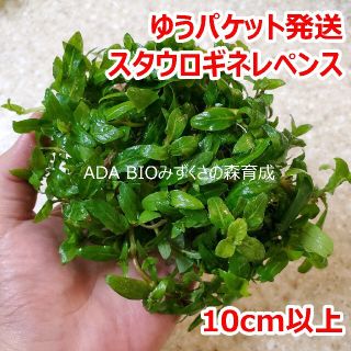 スタウロギネ レペンス　1ポット ADA　水草　ゆうパケット発送(アクアリウム)
