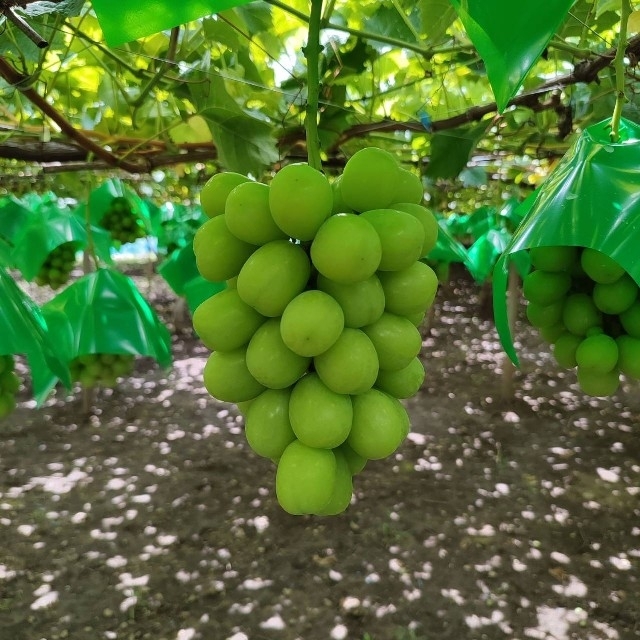 【夏季限定】No.9　2kg　シャインマスカット　摘みたて　産地直送　山梨県産