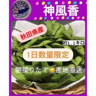 【数量限定★】 秋田県産 枝豆 神風香 産地直送 約1.1kg 朝採りたて(野菜)