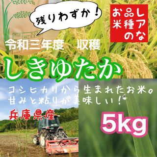 リピ買い 農家直送 レア品種なお米 兵庫県産シキユタカ 5kg(米/穀物)