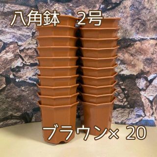 八角鉢 ◎2号◎20個 茶 アガベ 多肉植物 プラ鉢(プランター)