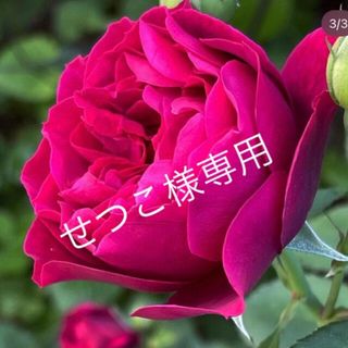 オデュ○黒赤薔薇★シュラブローズ　強香★薔薇苗★挿し木苗★黒薔薇バラ★　香りバラ(その他)