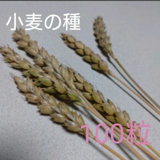 小麦の種　100粒　無農薬栽培(野菜)