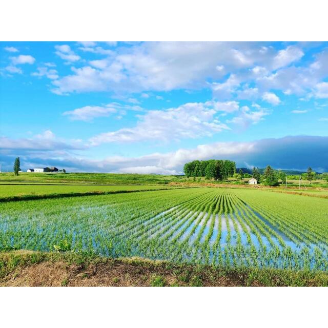【数量は多】 産地直送‼︎敏腕バイヤーが選ぶ『北海道 特A ゆめぴりか』24kg 米+穀物 【数量は多】 産地直送‼︎敏腕バイヤーが選ぶ『北海道 特A ゆめぴりか』24kg 米+穀物
