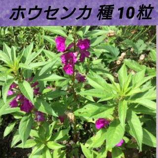 ホウセンカ 花種 10粒以上(プランター)