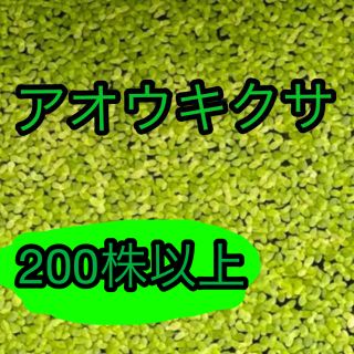 水草 アオウキクサ(その他)