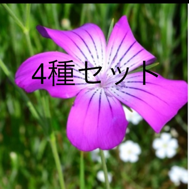 紫陽花【未来】挿木苗②と4種の種セット ハンドメイドのフラワー/ガーデン(プランター)の商品写真