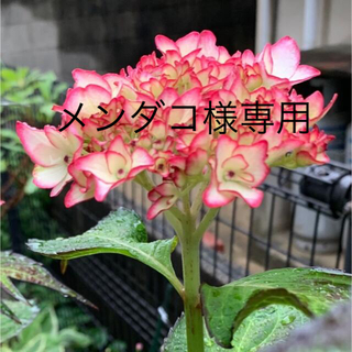 紫陽花【未来】挿木苗②と4種の種セット(プランター)