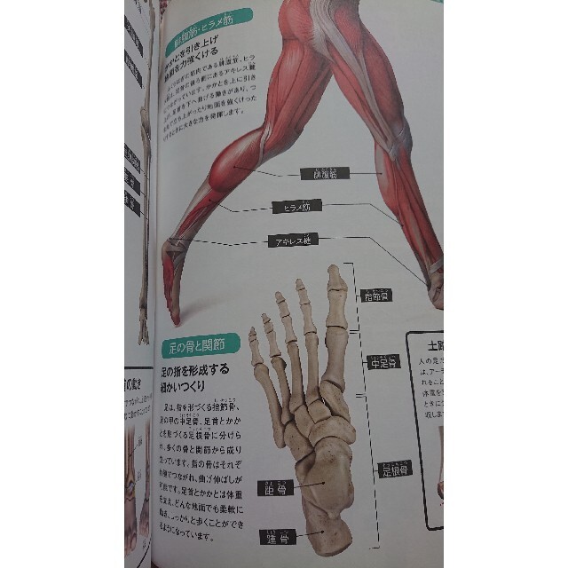 人体のふしぎ 映像と本でわかる！骨と筋肉　ＤＶＤ　ＢＯＯＫ エンタメ/ホビーの本(科学/技術)の商品写真