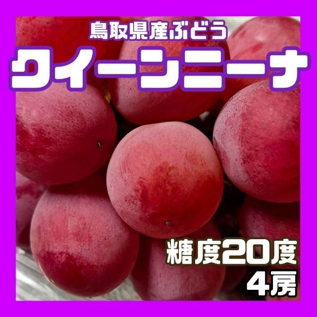 クインニーナサイズ【鳥取県産】クインニーナ　糖度20度程度　2kg　ぶどう　葡萄　ブドウ　クール便