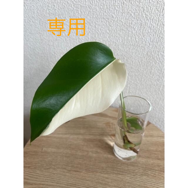 最終価格❣️ ②斑入りモンステラ ハーフムーン 希少 レア 抜き苗 - nhahatcheovietnam.vn 最終価格❣️ ②斑入りモンステラ ハーフムーン 希少 レア 抜き苗 - nhahatcheovietnam.vn