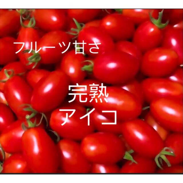 完熟ミニトマト　レッドアイコ　無農薬　採れたて 食品/飲料/酒の食品(野菜)の商品写真