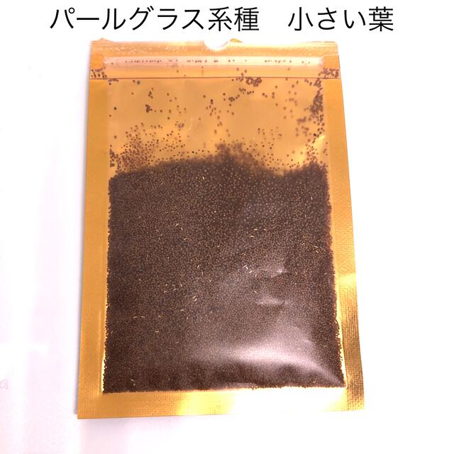 水草 パールグラス系 種 約10g アクアリウム 小さい葉 シード その他のペット用品(アクアリウム)の商品写真