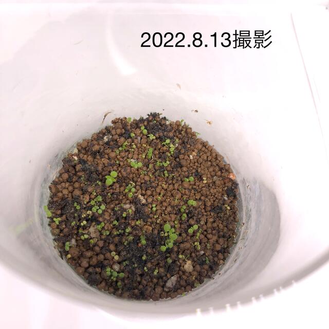 水草 パールグラス系 種 約10g アクアリウム 小さい葉 シード その他のペット用品(アクアリウム)の商品写真