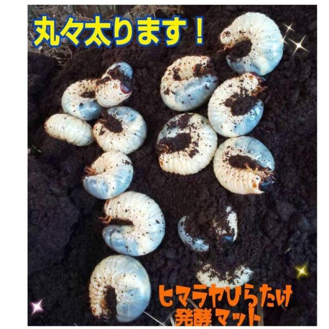 カブトムシ幼虫の大量飼育に！たっぷり100リットル【10袋】高品質の発酵マット