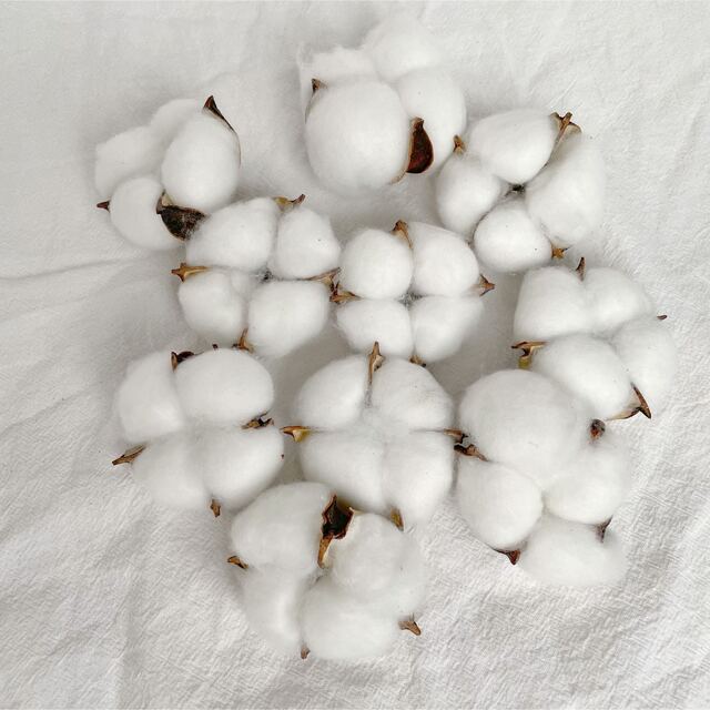 綿の実　10個 ハンドメイドの素材/材料(各種パーツ)の商品写真