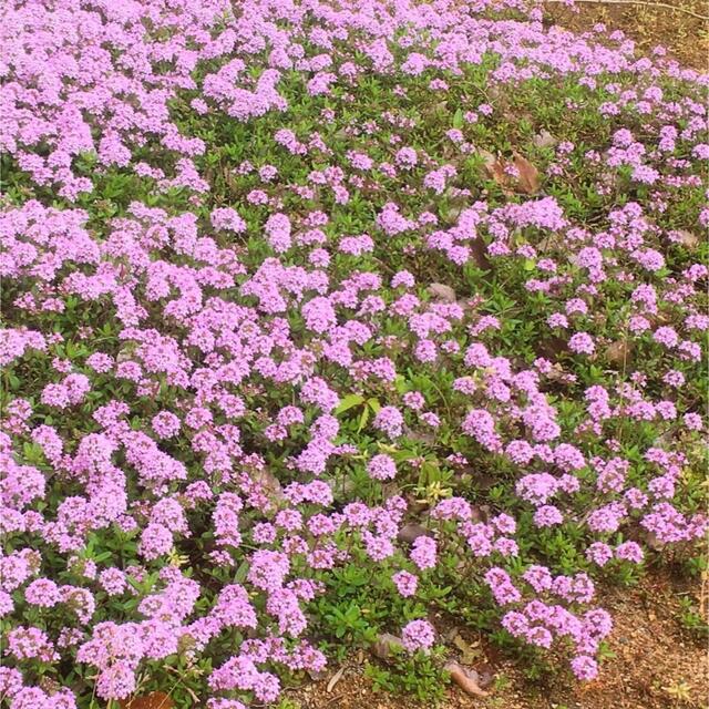 【ピンクの絨毯！】クリーピングタイム☆ワイルドタイム 種 350粒！ ハンドメイドのフラワー/ガーデン(プランター)の商品写真