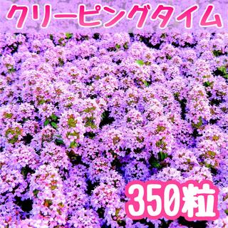 【ピンクの絨毯！】クリーピングタイム☆ワイルドタイム 種 350粒！