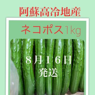 阿蘇高冷地産　きゅうり　ネコポス1kg ８月１６日発送(野菜)