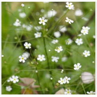 珍しいお花の種　アンドロサセ　スターダスト  100粒(その他)