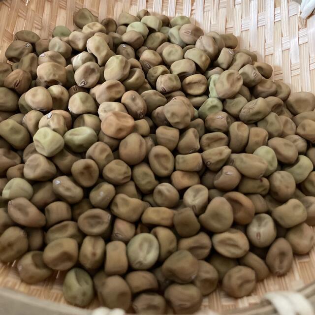 無農薬栽培　ツタンカーメンえんどう豆の種　30粒 食品/飲料/酒の食品(野菜)の商品写真