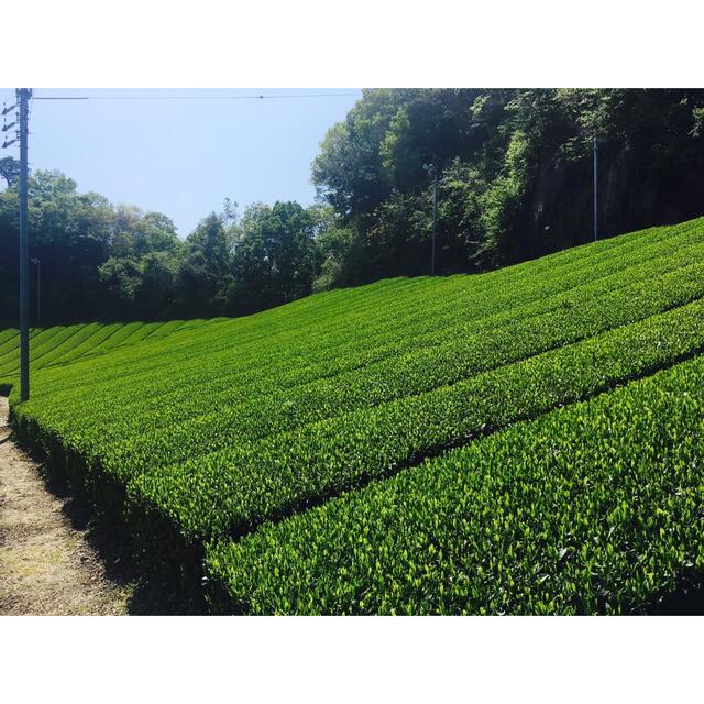 奈良県産　大和茶　緑茶　煎茶　100g 2本　茶葉　中尾農園 食品/飲料/酒の飲料(茶)の商品写真